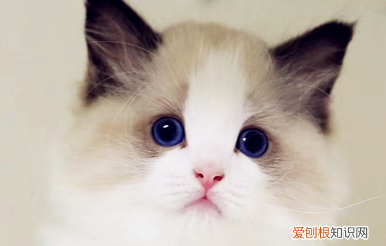 猫可以吃避孕药不,猫可以吃甲地孕酮避孕吗,给母猫吃什么可以避孕，猫咪可以吃避孕药吗