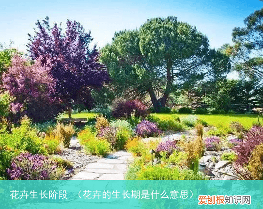 花卉的生长期是什么意思 花卉生长阶段