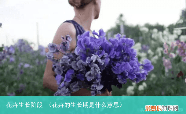花卉的生长期是什么意思 花卉生长阶段