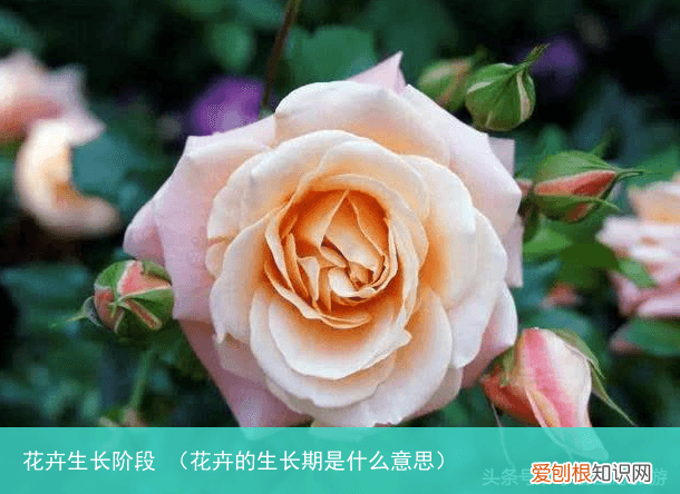 花卉的生长期是什么意思 花卉生长阶段