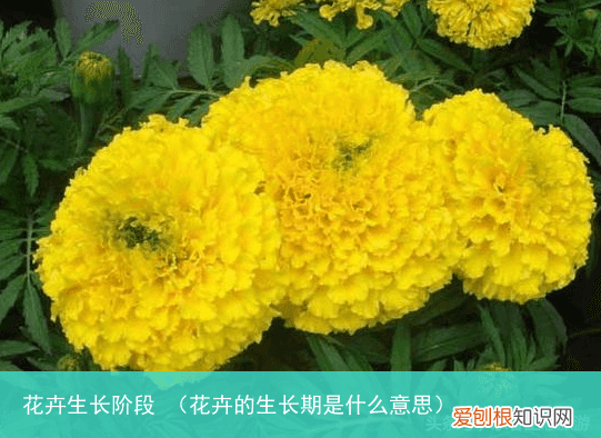 花卉的生长期是什么意思 花卉生长阶段