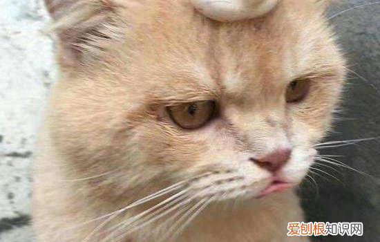 毛打喷嚏刘喷嚏,猫打喷嚏有鼻涕喷出来,猫打喷嚏流眼泪,猫忽然打了十几个喷嚏,喷鼻涕水