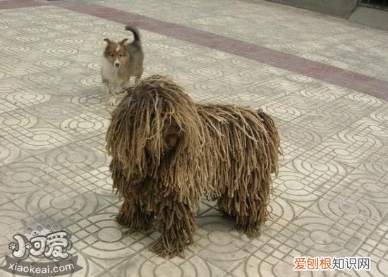 波利犬怎么训练不乱吠叫,波利犬不乱吠叫训练教程