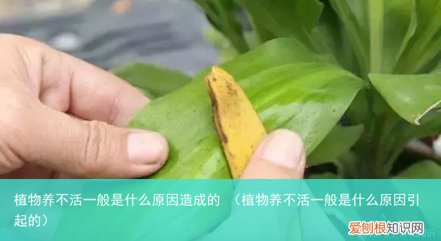 植物养不活一般是什么原因引起的 植物养不活一般是什么原因造成的