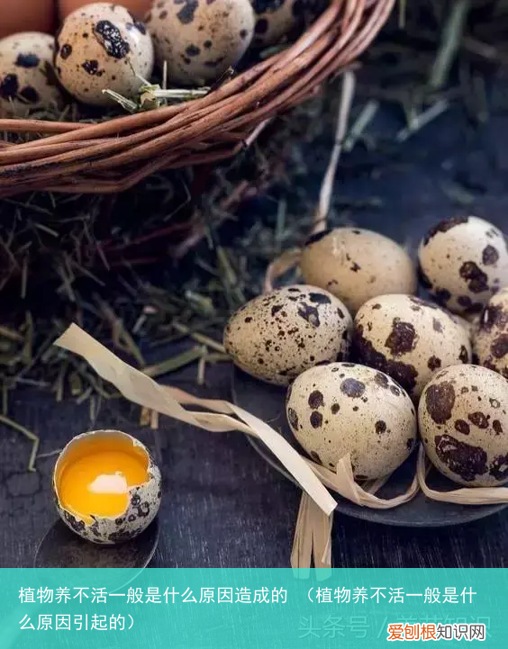 植物养不活一般是什么原因引起的 植物养不活一般是什么原因造成的