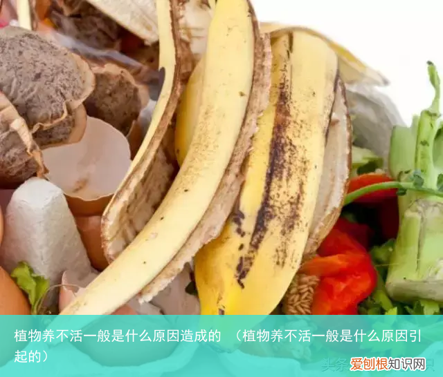 植物养不活一般是什么原因引起的 植物养不活一般是什么原因造成的