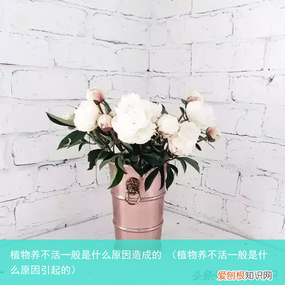 植物养不活一般是什么原因引起的 植物养不活一般是什么原因造成的