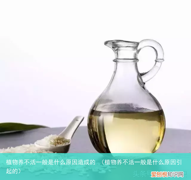 植物养不活一般是什么原因引起的 植物养不活一般是什么原因造成的