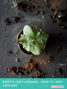 植物养不活一般是什么原因引起的 植物养不活一般是什么原因造成的