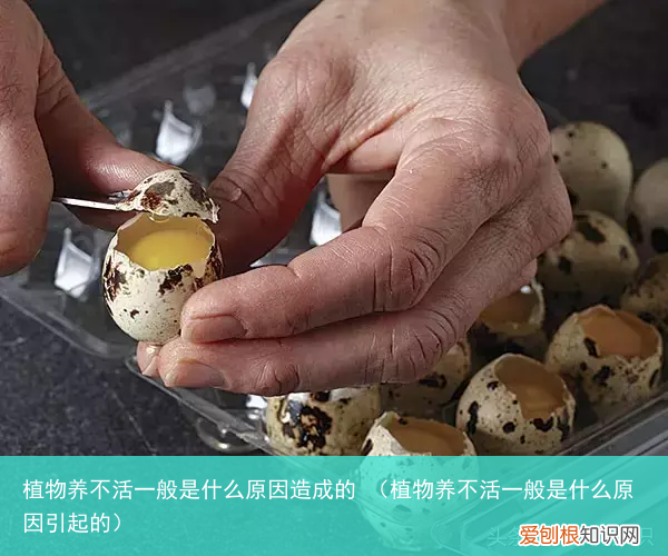 植物养不活一般是什么原因引起的 植物养不活一般是什么原因造成的