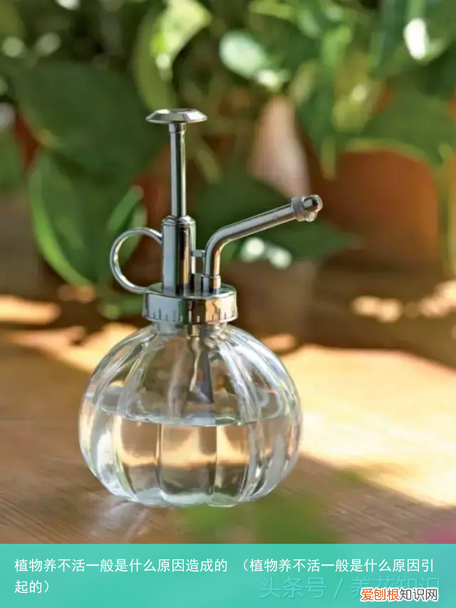 植物养不活一般是什么原因引起的 植物养不活一般是什么原因造成的