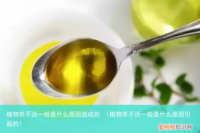 植物养不活一般是什么原因引起的 植物养不活一般是什么原因造成的