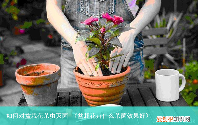 盆栽花卉什么杀菌效果好 如何对盆栽花杀虫灭菌