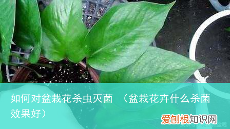 盆栽花卉什么杀菌效果好 如何对盆栽花杀虫灭菌