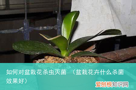 盆栽花卉什么杀菌效果好 如何对盆栽花杀虫灭菌