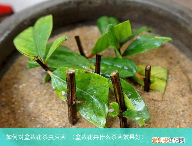 盆栽花卉什么杀菌效果好 如何对盆栽花杀虫灭菌