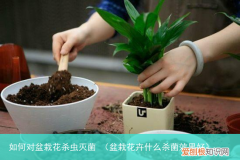 盆栽花卉什么杀菌效果好 如何对盆栽花杀虫灭菌