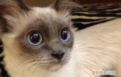 猫不出门也要打疫苗吗,猫不出门要打狂犬疫苗吗,猫不出门要打狂犬吗