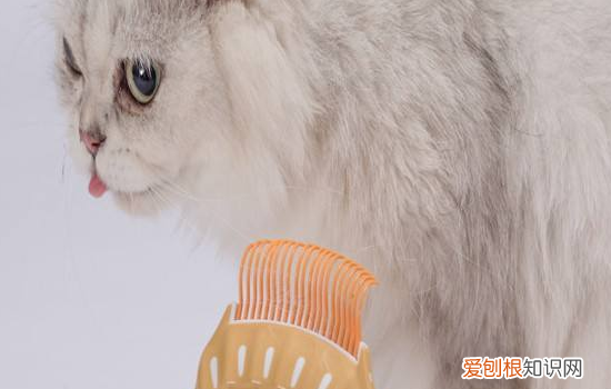 干性猫传腹后期怎么办,干性猫传腹晚期症状,猫干性传腹什么原因引起的