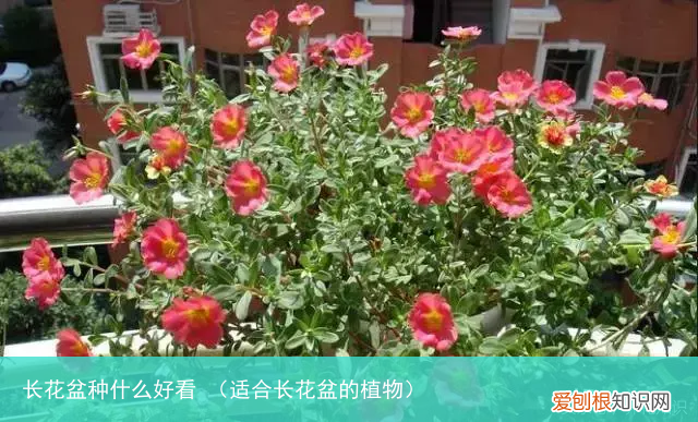 适合长花盆的植物 长花盆种什么好看