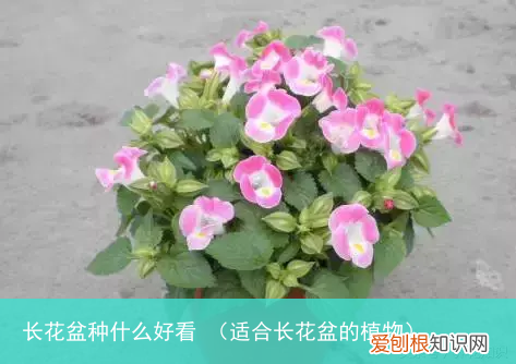 适合长花盆的植物 长花盆种什么好看