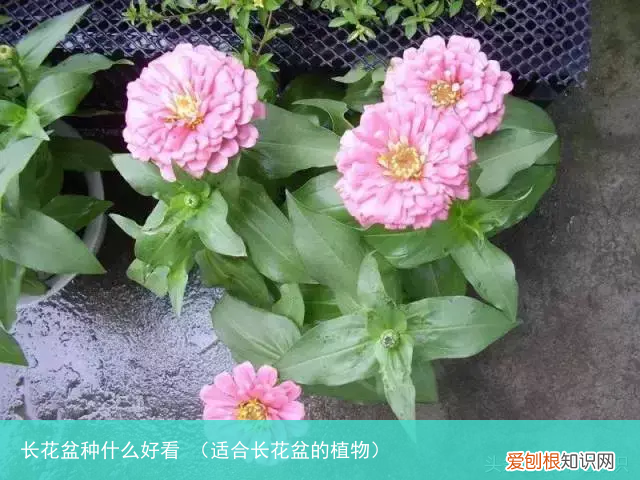 适合长花盆的植物 长花盆种什么好看