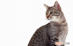 猫驱虫多久可以打疫苗，猫驱虫多久以后可以打疫苗