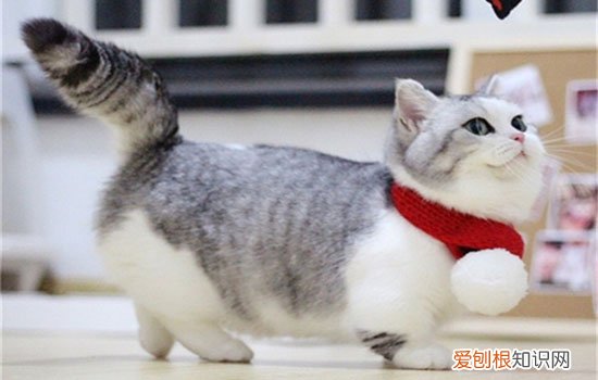 猫咪弓形虫会传染人吗,猫咪弓形虫会传染吗,猫咪弓形虫会传染给人吗