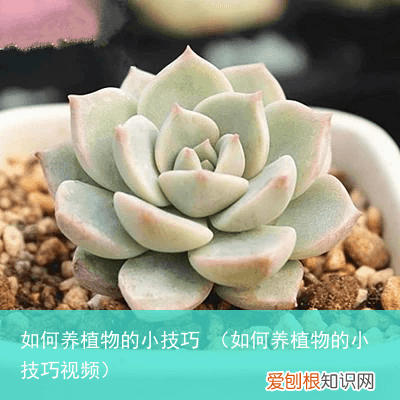 如何养植物的小技巧视频 如何养植物的小技巧