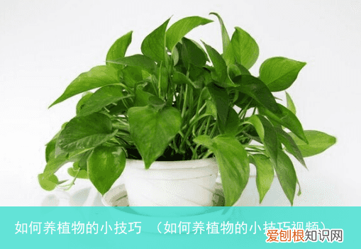 如何养植物的小技巧视频 如何养植物的小技巧