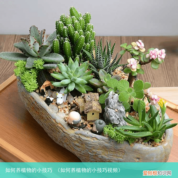 如何养植物的小技巧视频 如何养植物的小技巧