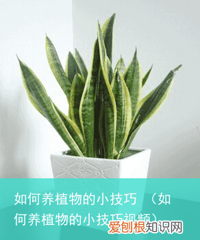 如何养植物的小技巧视频 如何养植物的小技巧