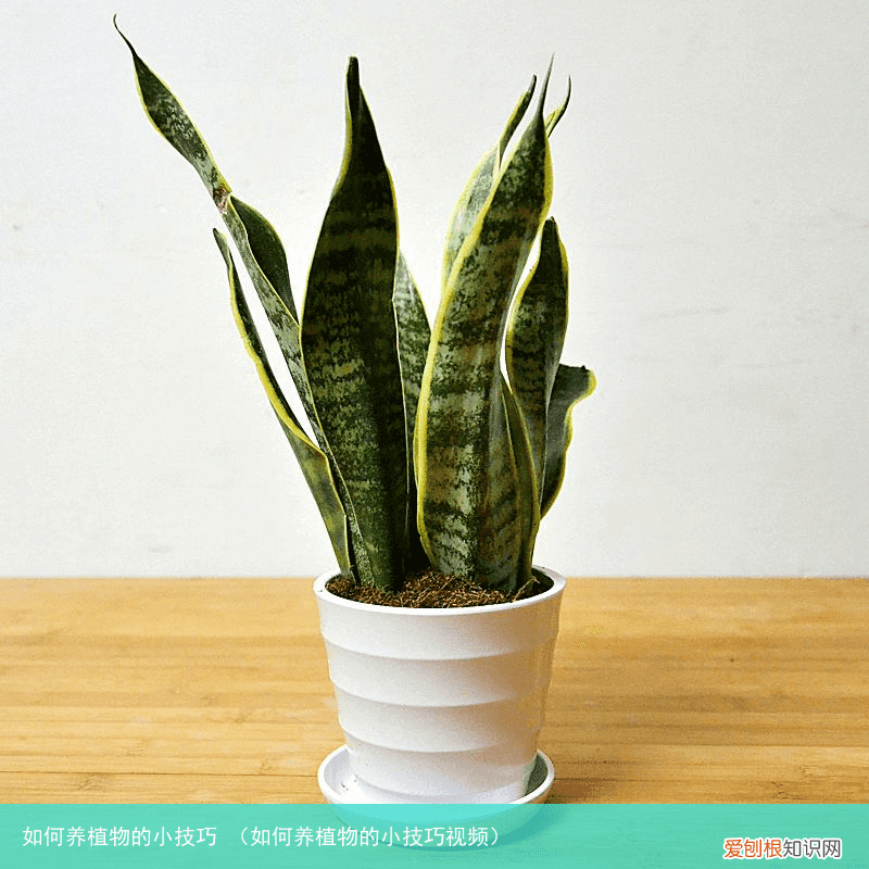 如何养植物的小技巧视频 如何养植物的小技巧