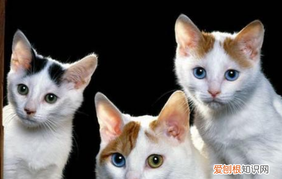 猫膀胱炎分别是什么，猫膀胱炎分别是什么症状