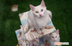 猫膀胱炎分别是什么，猫膀胱炎分别是什么症状