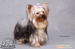 怎么训练丝毛梗游泳，丝毛梗游泳训练