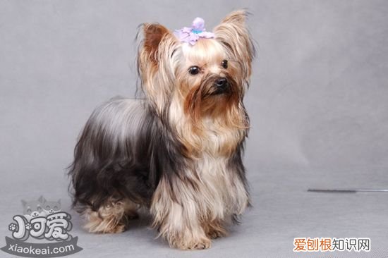 怎么训练丝毛梗游泳，丝毛梗游泳训练