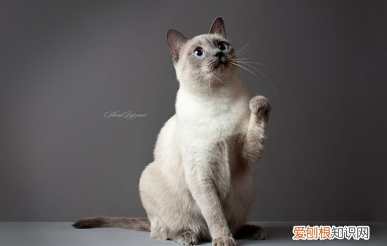 猫膀胱炎怎么治疗,猫膀胱炎治疗方法，猫咪膀胱炎如何治疗