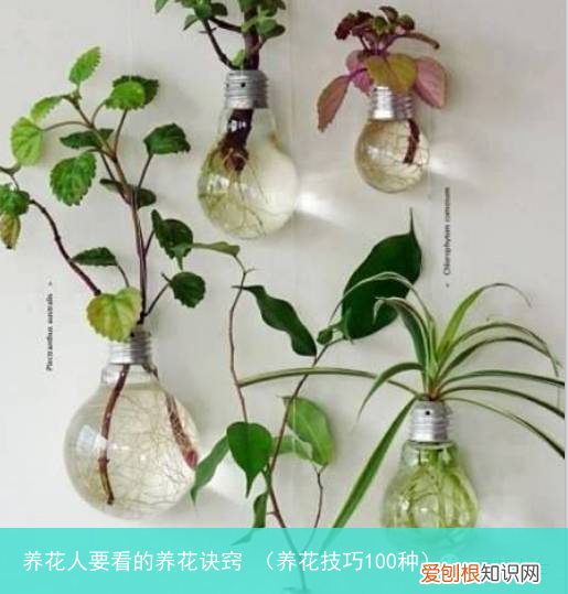养花技巧100种 养花人要看的养花诀窍