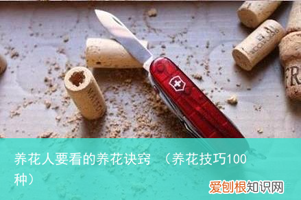 养花技巧100种 养花人要看的养花诀窍