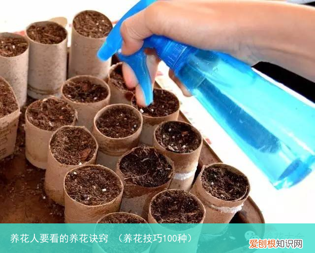 养花技巧100种 养花人要看的养花诀窍