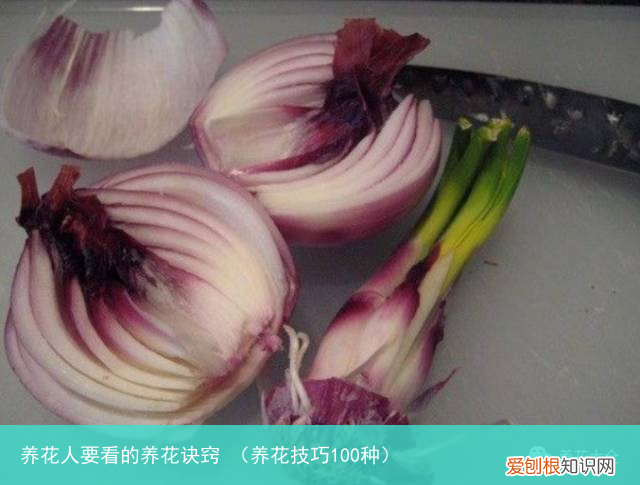养花技巧100种 养花人要看的养花诀窍