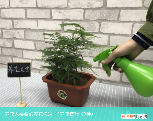养花技巧100种 养花人要看的养花诀窍