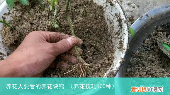 养花技巧100种 养花人要看的养花诀窍