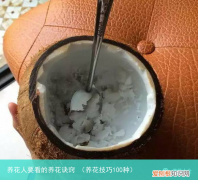 养花技巧100种 养花人要看的养花诀窍