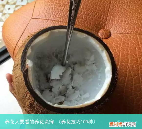 养花技巧100种 养花人要看的养花诀窍