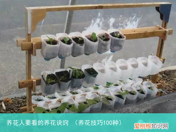 养花技巧100种 养花人要看的养花诀窍