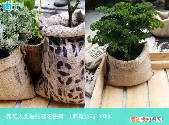 养花技巧100种 养花人要看的养花诀窍