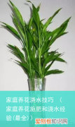 最全 家庭养花施肥和浇水经验 家庭养花浇水技巧