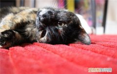猫咪心力衰竭怎么办,猫米急性心力衰竭,猫米充血性心力衰竭，猫咪心脏衰竭